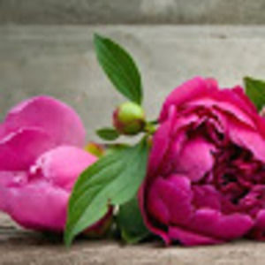 Meet your Posher, Talia